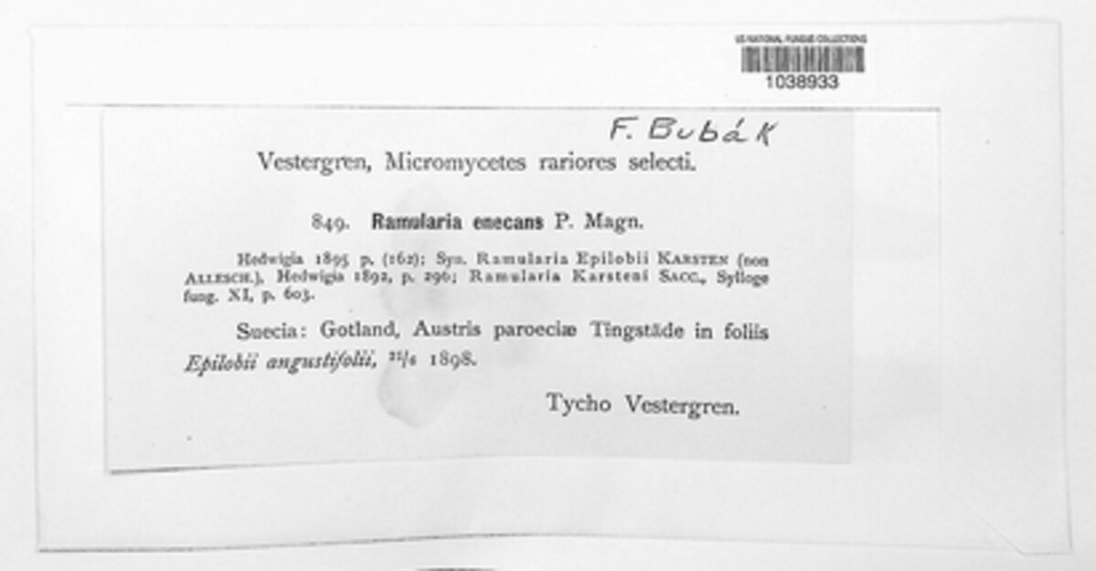 Ramularia enecans image